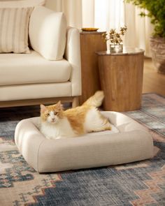 an orange and white cat laying on top of a dog bed in a living room