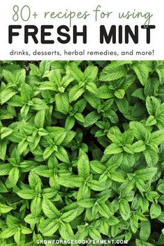 fresh mint plants with text overlay that reads, 80 recipes for using fresh mint drinks, desserts, herbs, and more