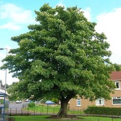 a large green tree sitting in the middle of a park next to a fence and building