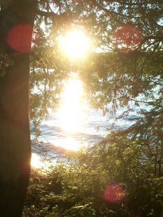 the sun shines through the branches of a pine tree in front of a body of water