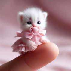 a tiny white kitten wearing a pink dress on top of a fingernailed hand