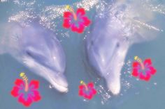 two dolphins are swimming in the water with flowers