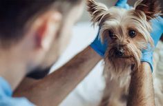 a small dog being groomed by a man with blue gloves on it's head