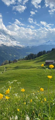 a green field with yellow flowers and mountains in the background