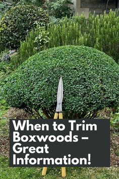 Trim Your Boxwoods Like a Pro: Get Great Information on When to Trim Boxwoods for Optimal Growth and Shape. Timing is key when it comes to pruning your Boxwoods, and we're here to provide you with all the details. Learn about the best time of year to trim, considering factors like plant health and growth patterns. Discover the benefits of strategic pruning, from promoting denser foliage to maintaining a tidy appearance. IG Photo by: mcbeacham_ldscpgardener Boxwood Balls Landscaping, Formal Boxwood Garden, Types Of Boxwood Shrubs, Small Formal Gardens Boxwood Hedge, Boxwood Landscaping Ideas, Trim Boxwood Shrubs, When To Trim Boxwoods Shrubs, Pruning Boxwood Shrubs