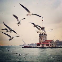 several seagulls flying over the water near a lighthouse