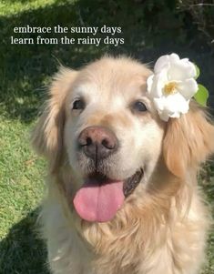 a dog with a flower on its head and the words embrace the sunny days learn from the rainy days