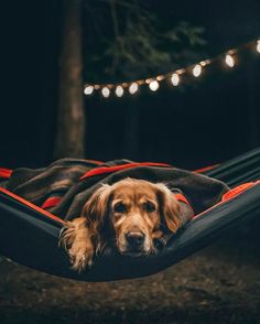 a dog is laying in a hammock with lights