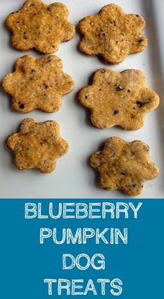 blueberry pumpkin dog treats on a plate with the words blueberry pumpkin dog treats