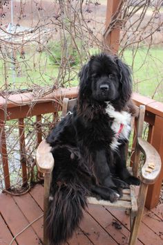 a large black dog sitting on top of a wooden chair