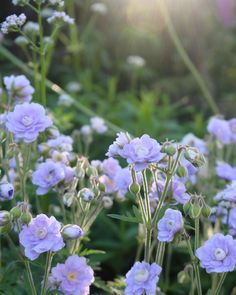 some purple flowers are blooming in the sunbeams and green grass is behind them