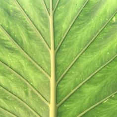 the underside of a large green leaf