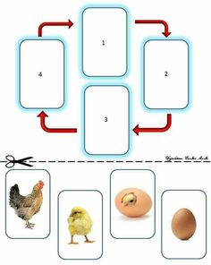 an egg, chicken, and scissors are shown in the diagram below to describe what they are