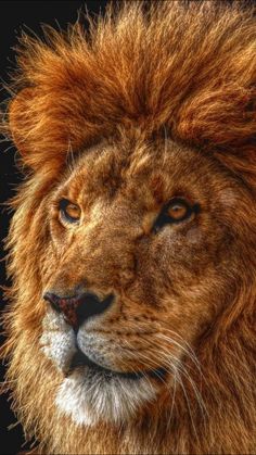 a close up photo of a lion's face