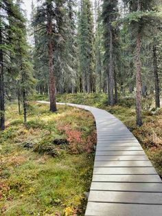 a wooden path in the middle of a forest with lots of trees and grass on both sides