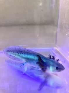 a blue and white fish sitting on top of a purple light in an aquarium tank