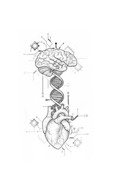 a drawing of a human heart with a medical symbol on it's left side