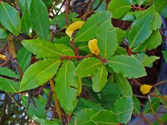 some green leaves and yellow flowers on a tree