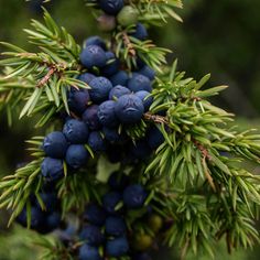 blue berries are growing on the branches of a pine tree