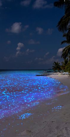 the beach is covered in glowing blue stars