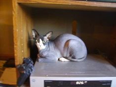 a cat sitting on top of a shelf next to a video game controller and remote control