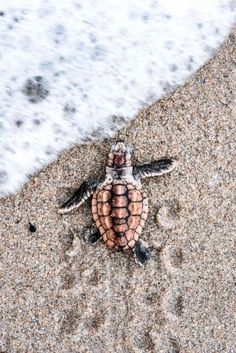 a baby turtle crawling on the sand at the beach