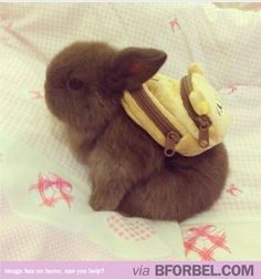 a small rabbit with a backpack on it's back and the caption time for school