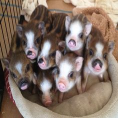 several small brown and white animals in a cage