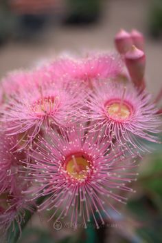 some pink flowers with water droplets on them