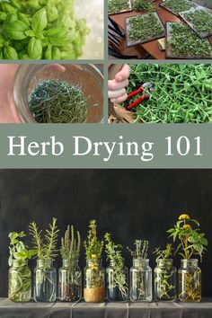 drying herbs Herb Drying Room, How To Dry Herbs, Herb Drying Rack Diy, Dehydrating Herbs, Herb Drying, Moon Tea, Dehydrating Food, Preserving Herbs, Drying Room