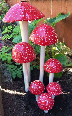 several red and white mushrooms growing out of the ground