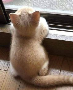 a cat sitting on the floor looking out an open window with its back paws up