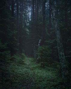 a dark forest filled with lots of trees and tall green grass on the side of it