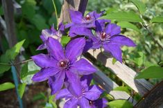 purple flowers are blooming in the garden