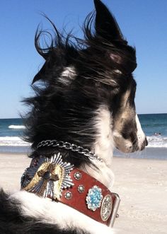 a black and white dog wearing a red leather collar on the beach looking out at the ocean