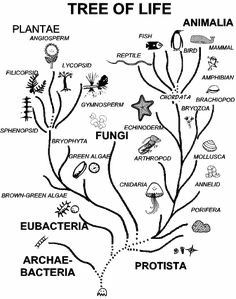 the tree of life is shown with animals and other things in it's branches