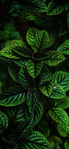 green leaves are growing on the wall