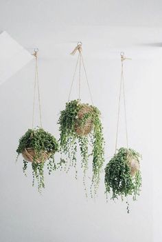 three hanging planters filled with green plants on top of a white wall next to a window