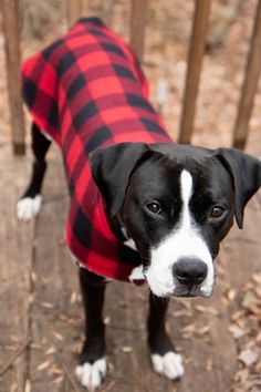 a black and white dog wearing a red checkered coat standing in front of a fence