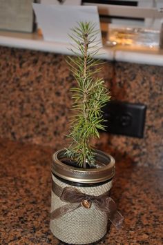 a small potted plant sitting on top of a counter