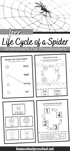 the life cycle of a spider worksheet for preschool and pre - school students