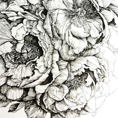 black and white drawing of large flowers