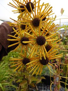 a close up of a plant with yellow flowers