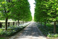 a road lined with trees and bluebells on both sides, surrounded by wooden fences