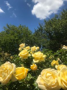 many yellow roses are blooming in the garden with blue sky and clouds behind them