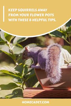 Discover effective ways to prevent squirrels from causing havoc in your outdoor space. Learn valuable tips on deterring these cute yet troublesome creatures from disrupting your flower pots and garden outside of your home. Embrace practical solutions to keep your plants safe and squirrel-free! Flowers For You