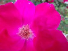 a pink flower is blooming in the garden