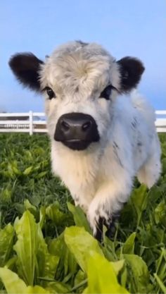 a baby cow is standing in the grass