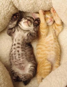 two kittens are playing with each other on the couch