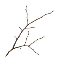 a branch with no leaves on it against a white background